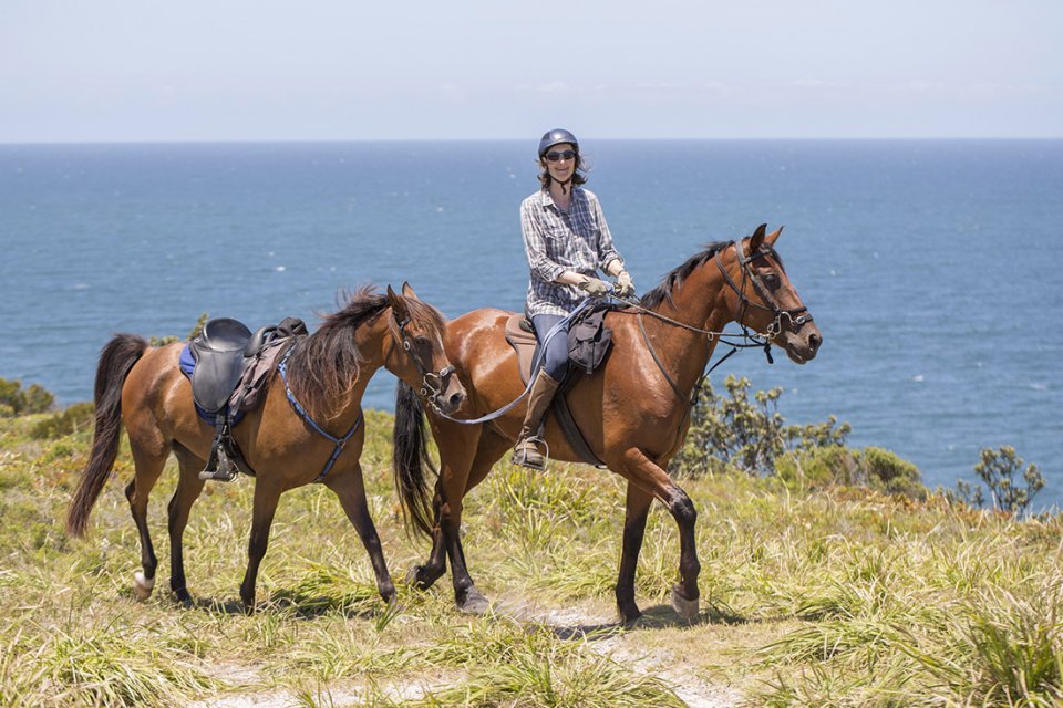 Nadal - The Powerhouse | Southern Cross Horse Treks ...