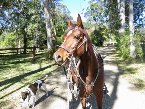 Horse Ready For Trail Riding NSW Australia