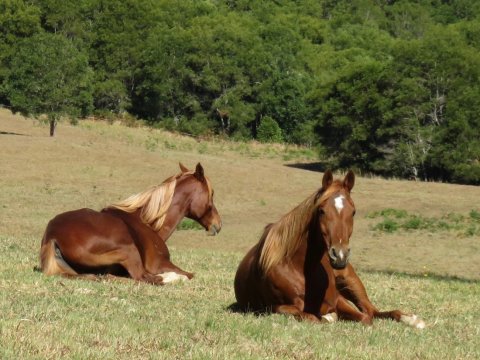 NSW Australia Trek Horses Resting
