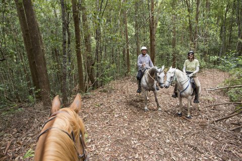 Advanced Riders Horse Treks Australia NSW Bush Horse Trails