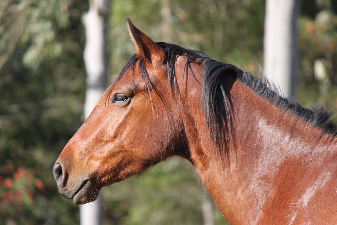 Nadal - The Powerhouse | Southern Cross Horse Treks ...