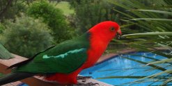King Parrot At Kerewong Horse Farm Swimming Pool