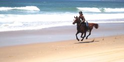 Aliya - Horse Riding Beaches NSW - Port Macquarie Region Horse Treks Australia