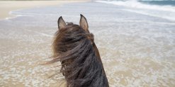 Beach Horse Riding Holidays Australia NSW- Southern Cross Horse Treks