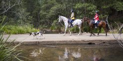 Swans Crossing Horseriding Kerewong State Forest NSW Australia