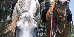 Jimmy And Charlie Drinking, Horse Riding Treks, Comboyne, Port Macquarie Hinterland NSW Australia
