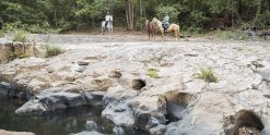 Horse Riding Adventure Tour Experiences Trekking North Coast NSW Australia