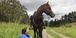 Horse Rider Resting With Arabian Horse At Comboyne - Port Macquarie Hinterland NSW Australia