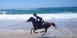 Aliya - Beach Horse Riding Australia NSW - Southern Cross Horse Treks