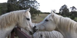 Arabian Horses NSW Australia