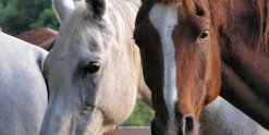 Charlie And Kiya -Arabian Trekking Horses Horseriding Holidays NSW Australia