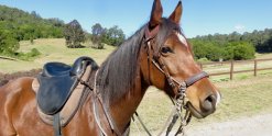 Australian Horse Riding Tours NSW Holidays