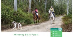 Horse Riding Tour Trails Kerewong State Forest NSW North Coast