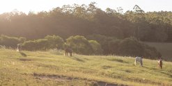 Kerewong Horse Riding Holiday Farm NSW Southern Cross Horse Treks Australia