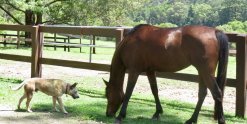 Arabian Horse And Australian Cattle Dog