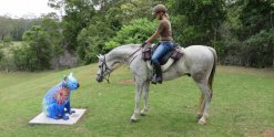 Jimmy Meets The Blue Koala At Bago Vineyards On Winery Horse Ride Tour 