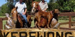 Horse Riding Farm Holiday Australia NSW
