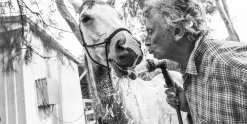 Washing Horses After Day Ride On Horse Trekking Holiday NSW Australia