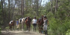 Leading Horses Down Comboyne Peak NSW Australia Horse Tours