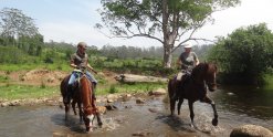 Horses Playing At NSW Australia Farmland Creek Crossing 