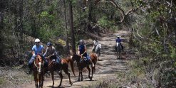 Comboyne Mountain Horse Treks Australia NSW Adventure Tours