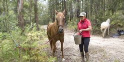 Well Cared For Endurance Trail Horses - Southern Cross Horse Treks Australia
