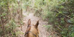 Discover Great Trails Horseriding Adventure Holidays NSW Australia