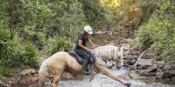 Palomino Part - Arabian Horse - Creek Crossing Horseback Riding Tours NSW Australia