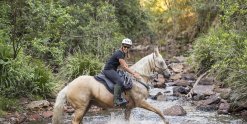 Palomino Mare - Creek Crossing Horseback Riding Tours NSW Australia