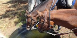 Well Cared For Endurance Horses Adventure Trailriding Holidays Australia