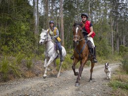 Australian Bush Riding Gallop State Forests NSW
