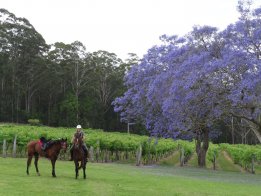 Blossoming Jacaranda Trees On Arrival At Bago Vineyards NSW Australia At The End Of A Long Day Horse Riding Tour