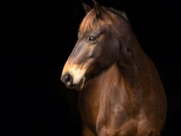 Australian Heritage Horse Trail Riding Horses. Photo Credit: Elsa Marchenay Photography