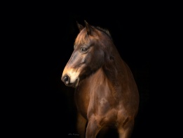 Guy Fawkes Heritage Horse (Captured Brumby) Dodge by Elsa Marchenay Photography)