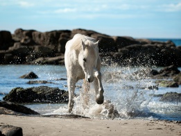 Beach Horse Holiday Australia (PC: Elsa Marchenay Photography)