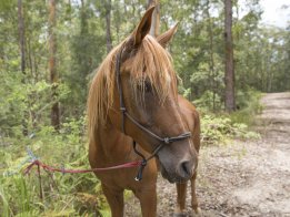 Kamal - Australian Adventure Horse Trailriding Hinterland Treks NSW