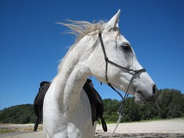 Kiya - Southern Cross Horse Treks Holidays NSW - Horse Beach Riding Near Port Macquarie