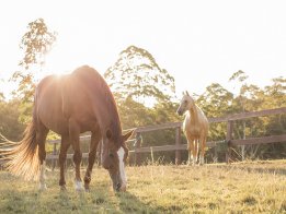 Copper and Ness - Enjoying Horse Retirement At Kerewong Horse Paddock Horse Riding Holidays NSW