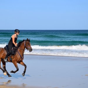 Kuta and Australian Cattle Dog Horsetreks Beach Australia