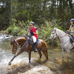 Horse Water Play And Fun On Horse Riding Weekend Getaway NSW North Coast Australia