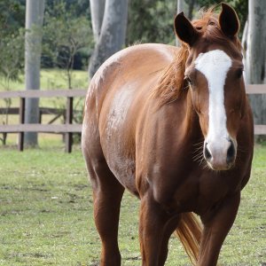 Aliya - Horse Riding Holidays Australia Port Macquarie Hinterland NSW