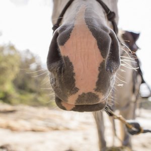 Australian Horse Riding Holiday Photos - Jimmy Close-up 