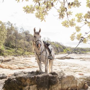 Jimmy - Australian Adventure Horse Riding Holidays Port Macquarie Beaches NSW