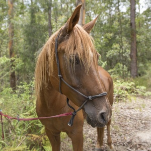 Kamal - Arabian Trailriding Horse Australia