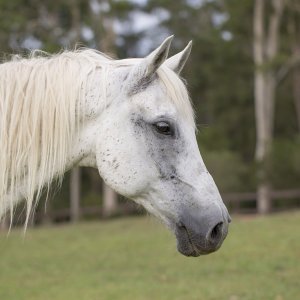 Manni - Trail Horse Riding Adventure Holidays NSW Australia