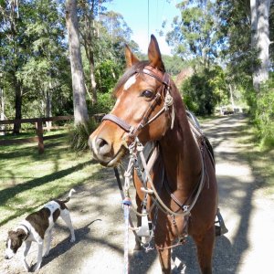 Horse Ready For Trail Riding NSW Australia