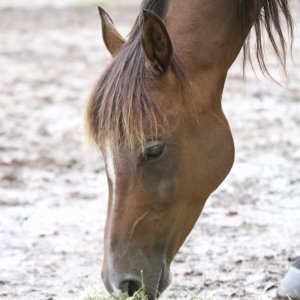 Kuta - Well Cared For Kerewong Trail Horses