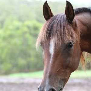Kuta - Cheeky Face Horse Riding Holiday Arabian 