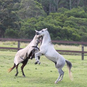 Trail Riding Holiday Horses Play In Large Paddocks Horse Farm NSW North Of Sydney Australia