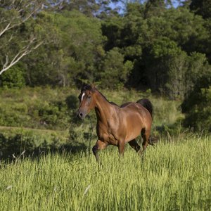Southern Cross Horse Treks Australia - Kerewong Horse Riding Farm NSW